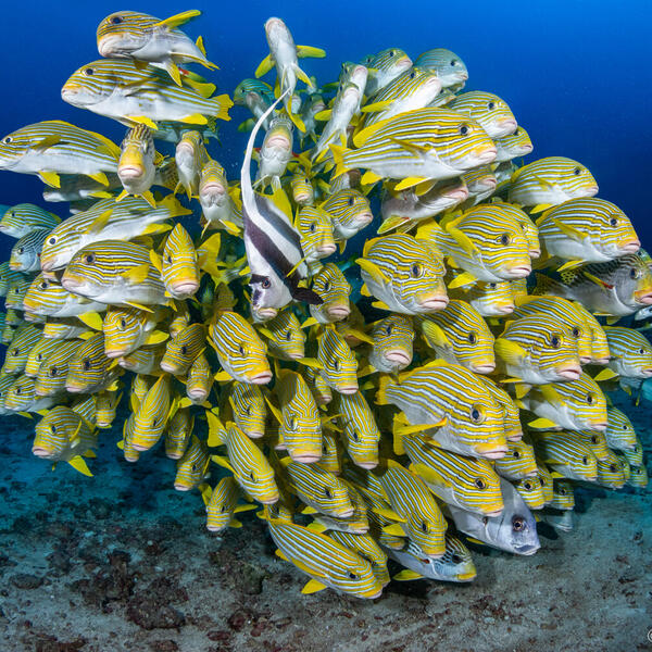 Unterwasserfotografie