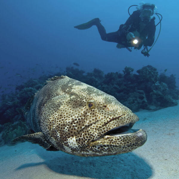 Taucher hinter einem Zackenbarsch