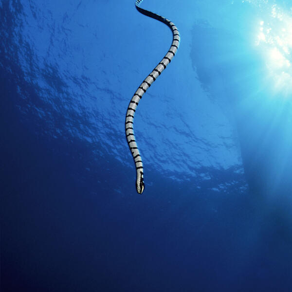 Seekobra beim Abtauchen