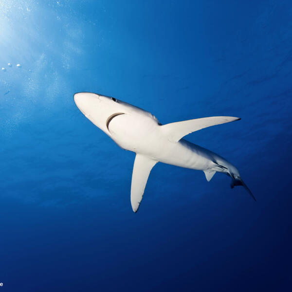 Blauhai im Gegenlicht unter der Wasseroberfläche