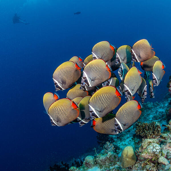 Unterwasserfotografie