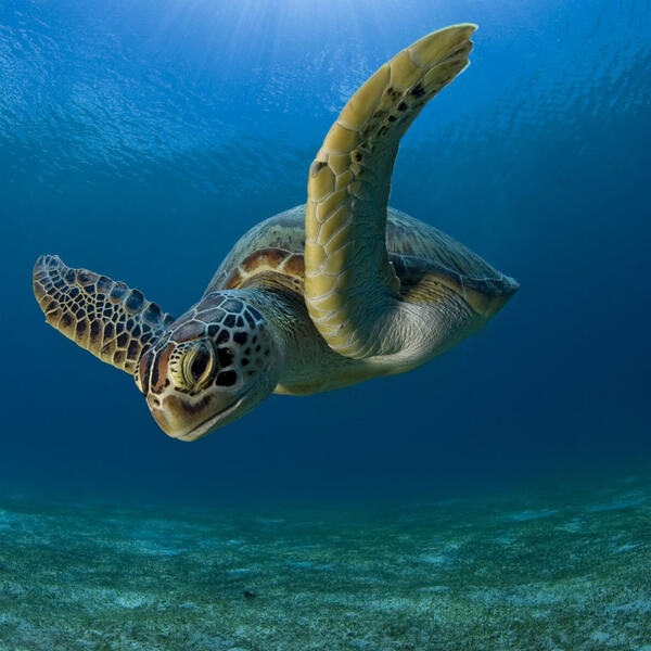 Suppenschildkröte im  Gegenlicht