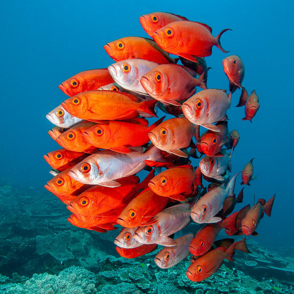 Unterwasserfotografie