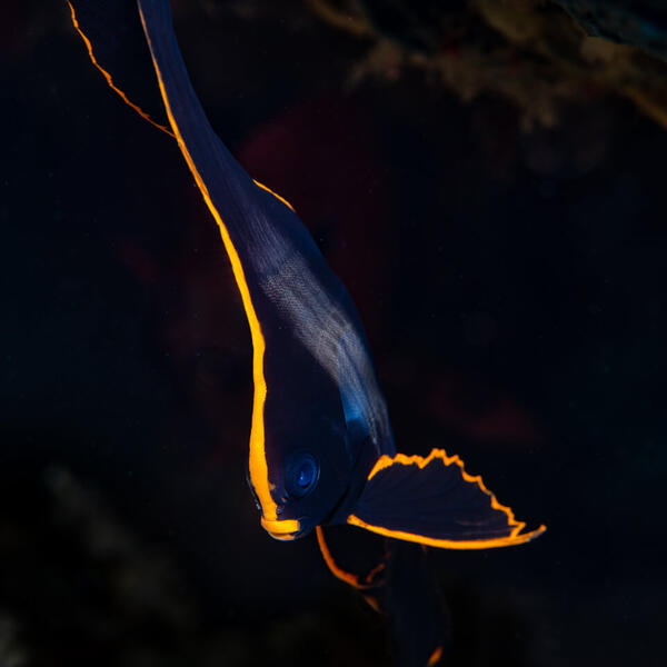 Unterwasserfotografie