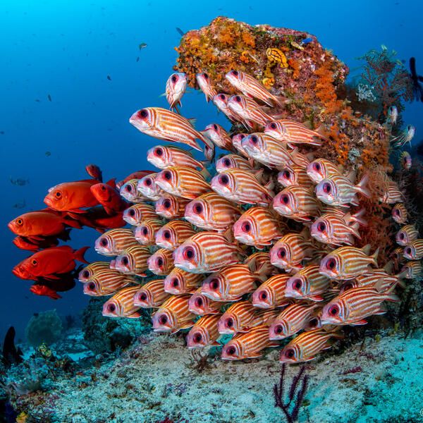 Unterwasserfotografie