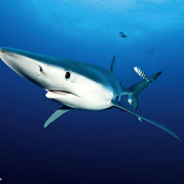 Blauhai vor dem Domeport