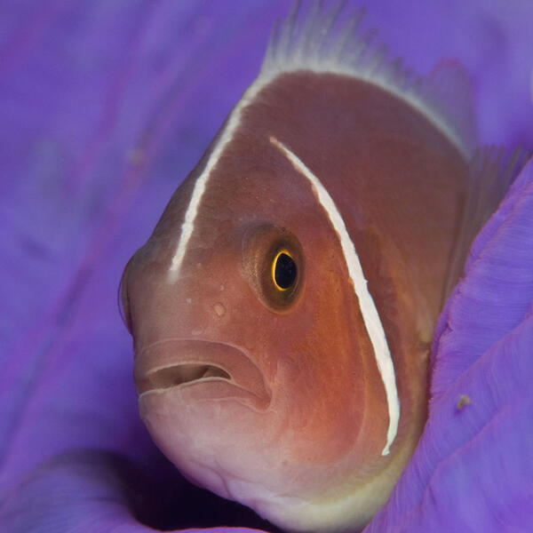 Halsband-Anemonenfisch in lila Anemone