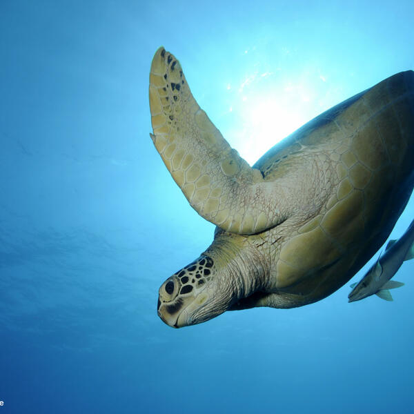 Grüne Suppenschildkröte mit Schiffshalter