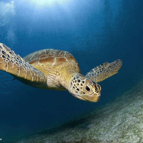 Grüne Suppenschildkröte im Gegenlicht