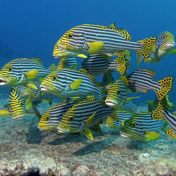 Oriental sweetlips
