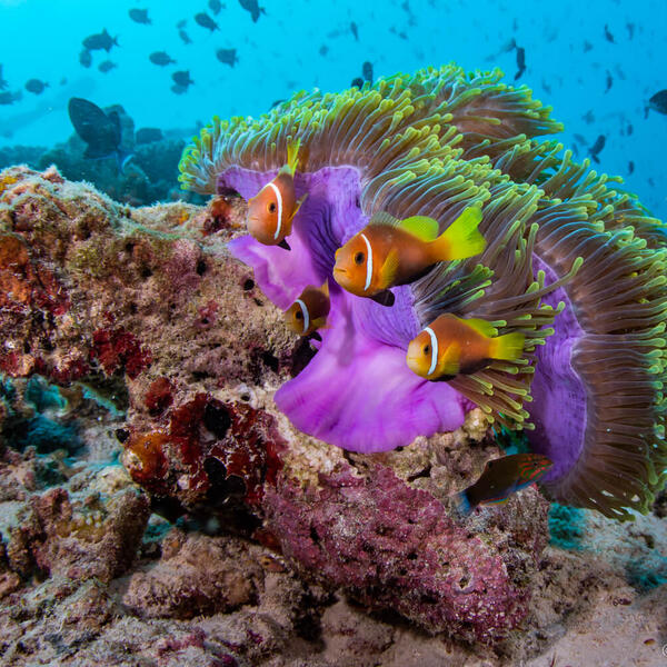 Unterwasserfotografie