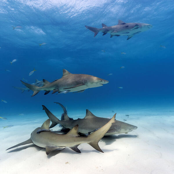 Atlantic lemon sharks at the Bahama Bank