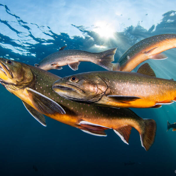 Unterwasserfotografie