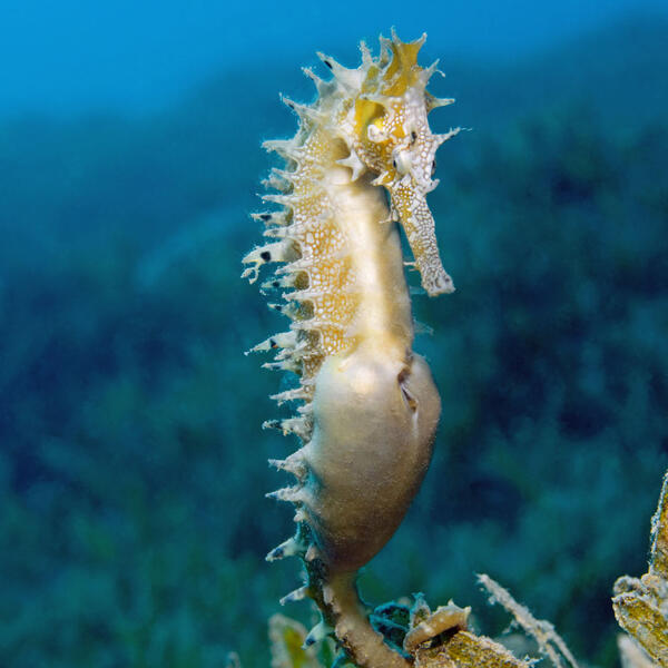Dorniges Seepferdchen im Seegras