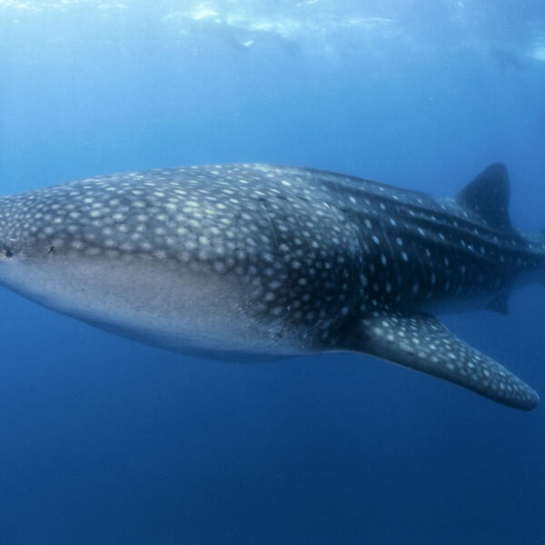 Walhai von vorne seitlich