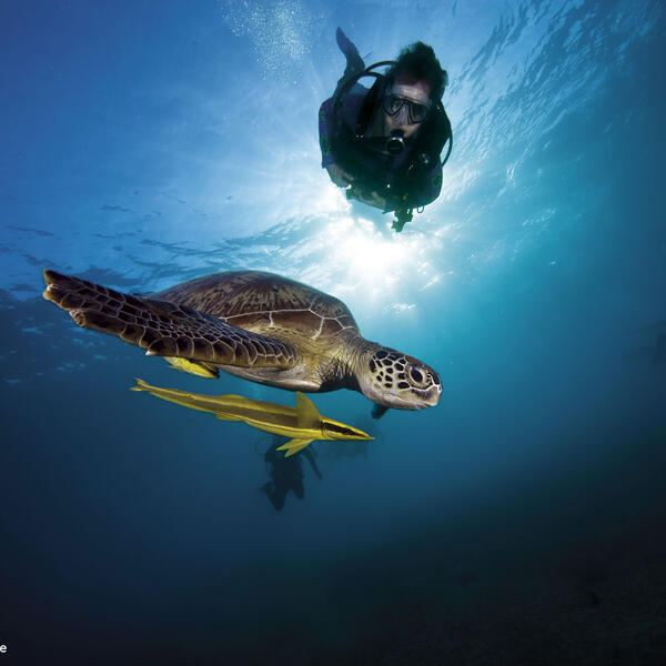 Schildkröte im Seegras von Abu Dabab