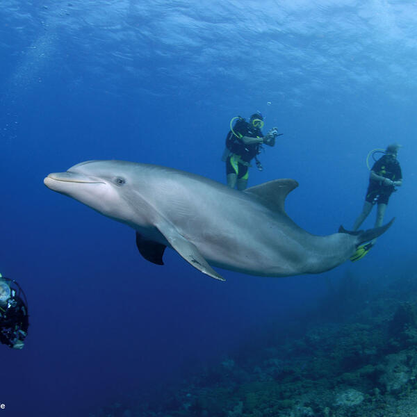 Delphin vor einer Gruppe Taucher
