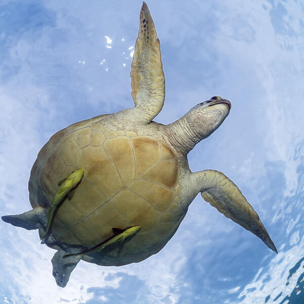 Schildkröte im Gegenlicht