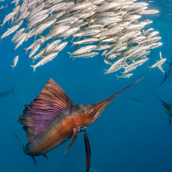 Unterwasserfotografie