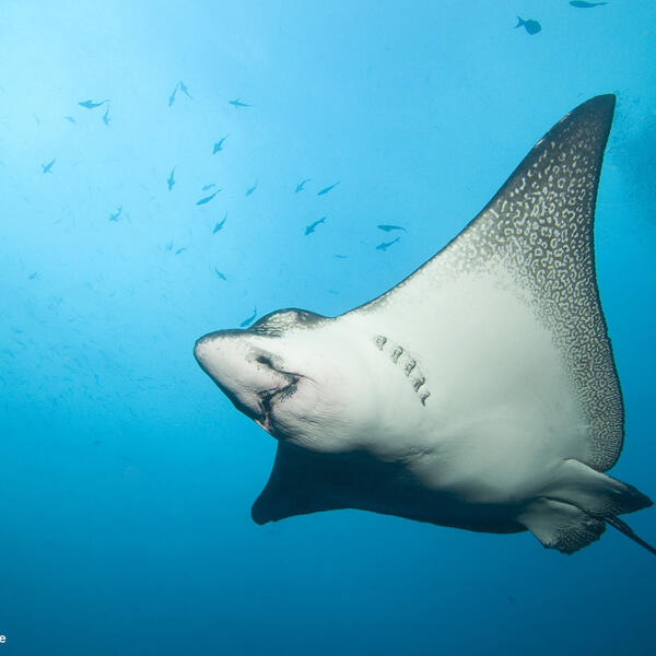 Galapagos, Wolf Island, Blauwasser, Gegenlicht, gegen die Oberfläche