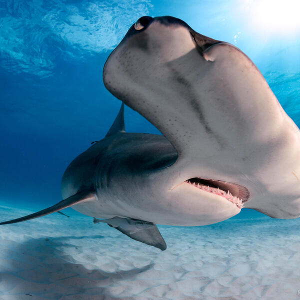 Unterwasserfotografie