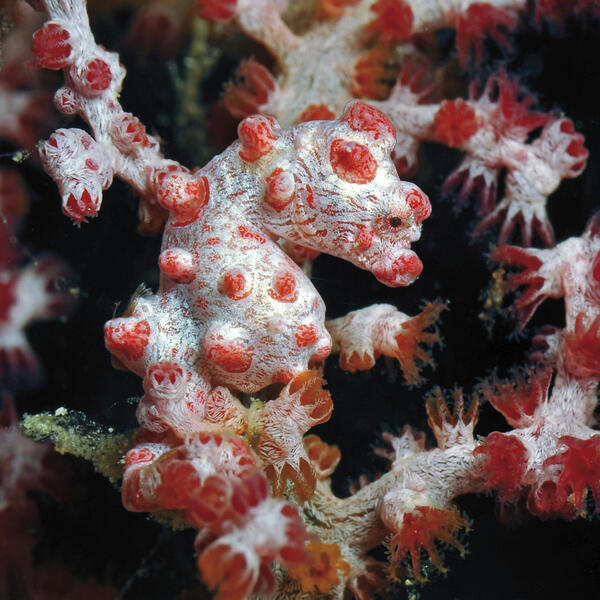 Ein Pygmy Seepferdchen in einer Fächerkoralle