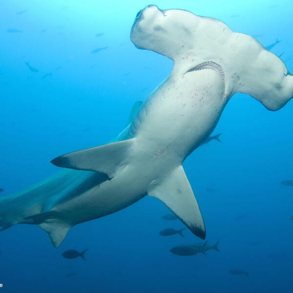 Bogenstirnhammerhai vor Wolf Island, Galapagos Islands, Equador