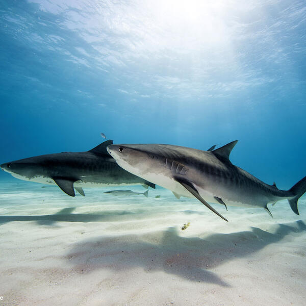 Two tiger sharks at the Bahama Bank