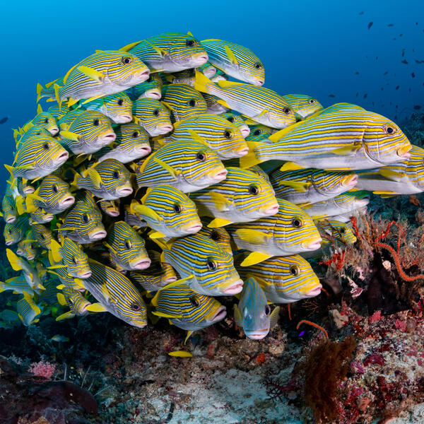 Unterwasserfotografie