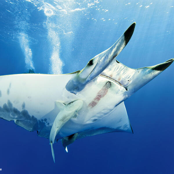 Mobula an der Wasseroberfläche