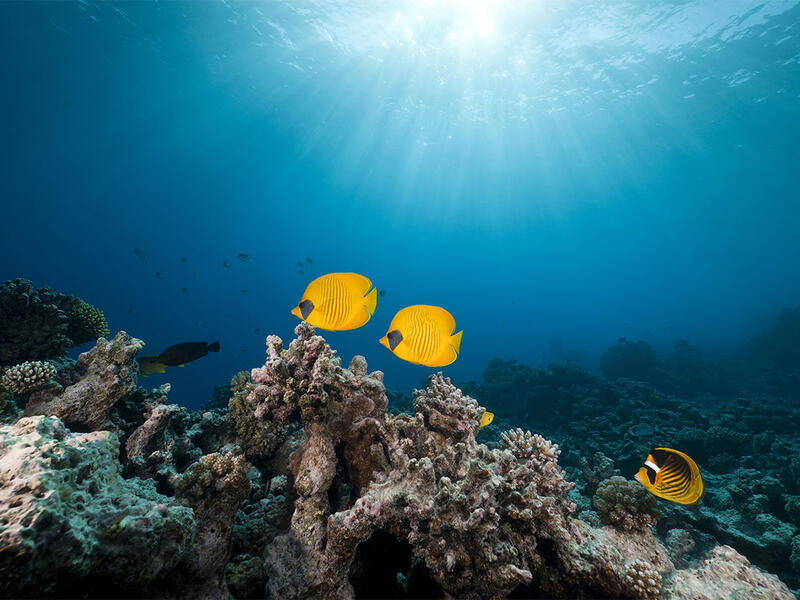 Unterwasserbild mit Fischen