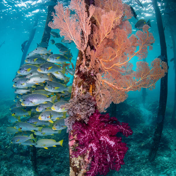 Unterwasserfotografie