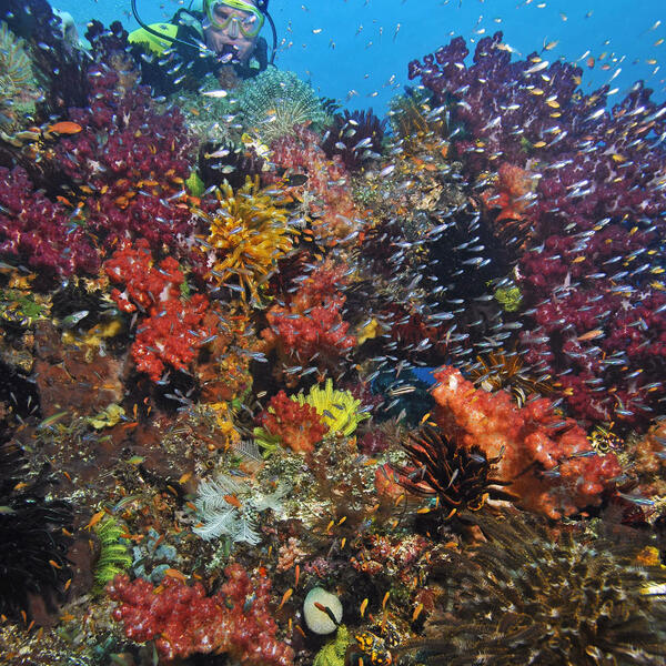 Fantastisch farbiges Weichkorallenriff