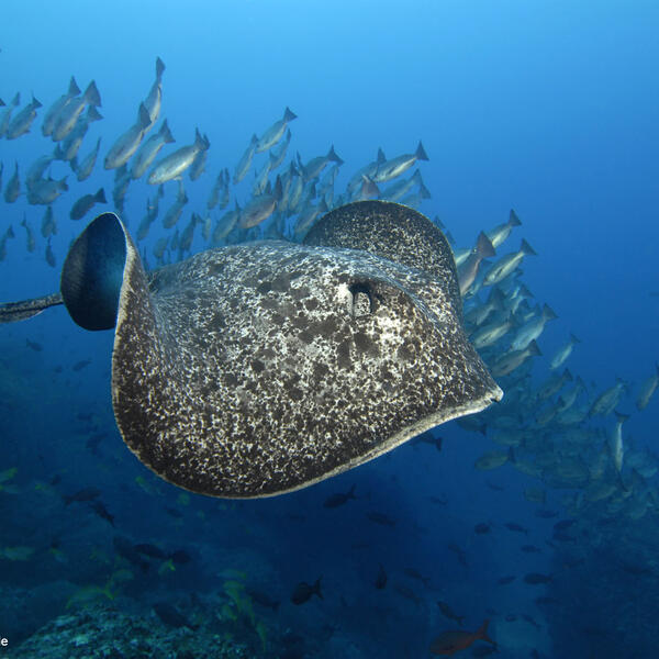 Schwarzpunktstechrochen kommt aus dem Fischschwarm