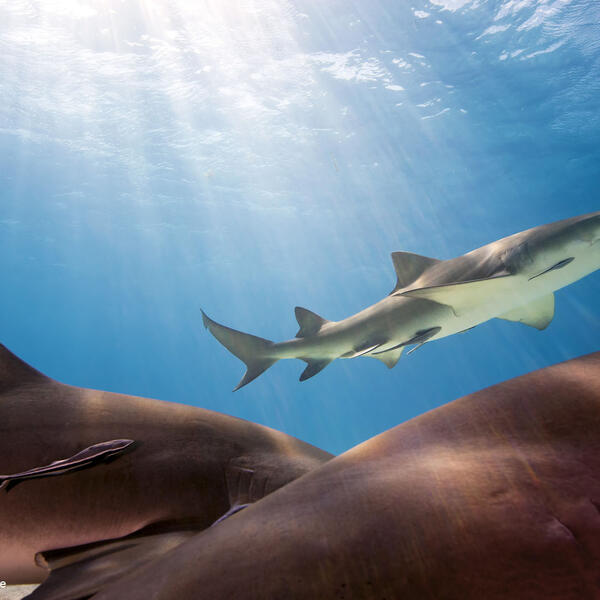 Atlantic lemon shark at the Bahama Bank