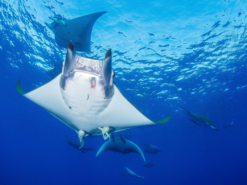 Azoren (c) I. Starosvetskji