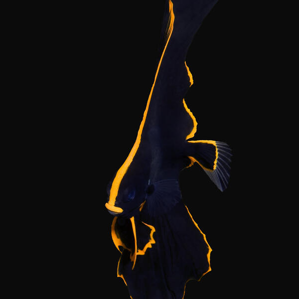 Juveniler Spitzmaul-Fledermausfisch