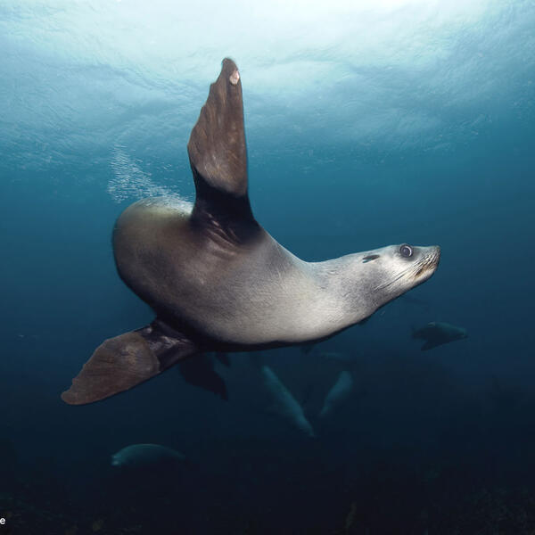 Tasmanische Ohrenrobben