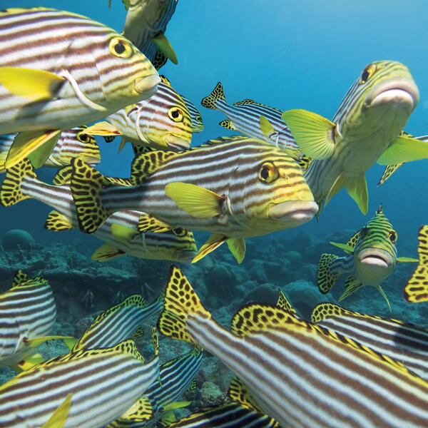 Orientalische Süßlippe in der Schule