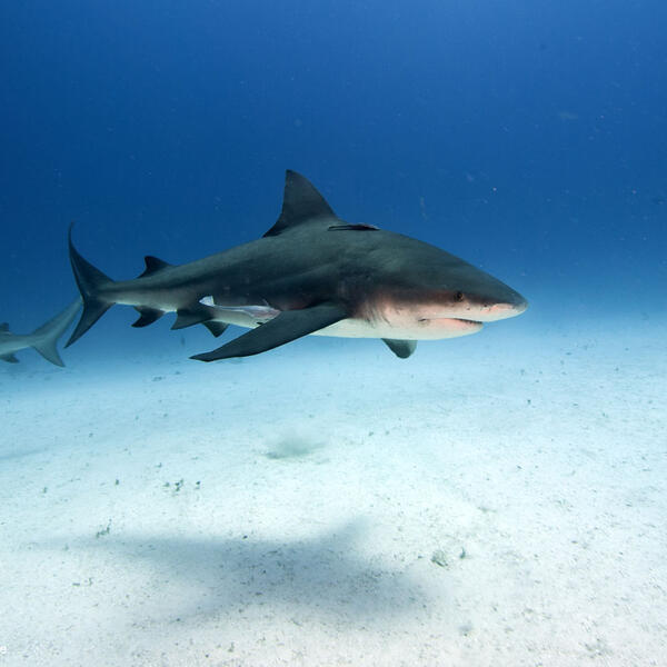 Bullenhai, Bullshark