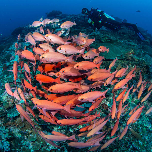 Unterwasserfotografie