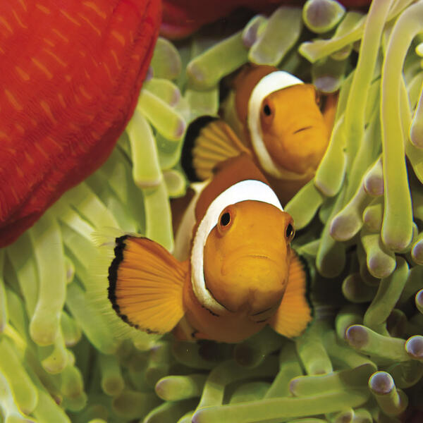 Westliche Clownfische, Nemos in einer roten Anemone