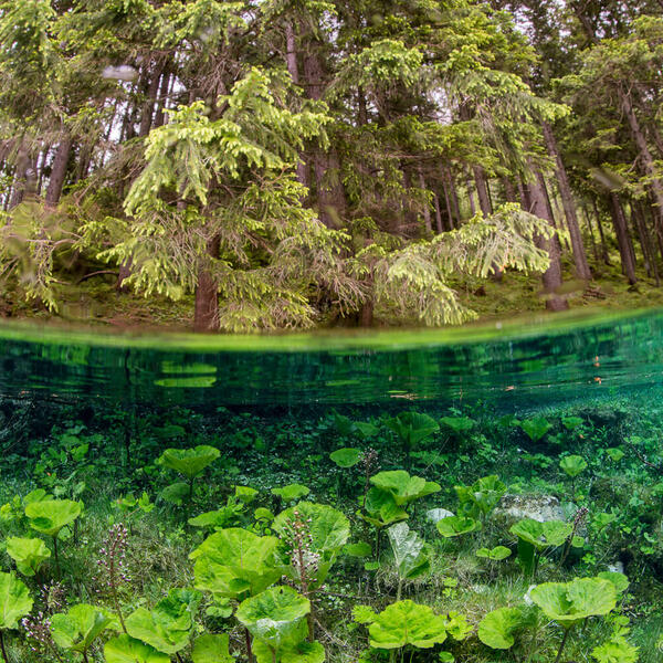 Unterwasserfotografie