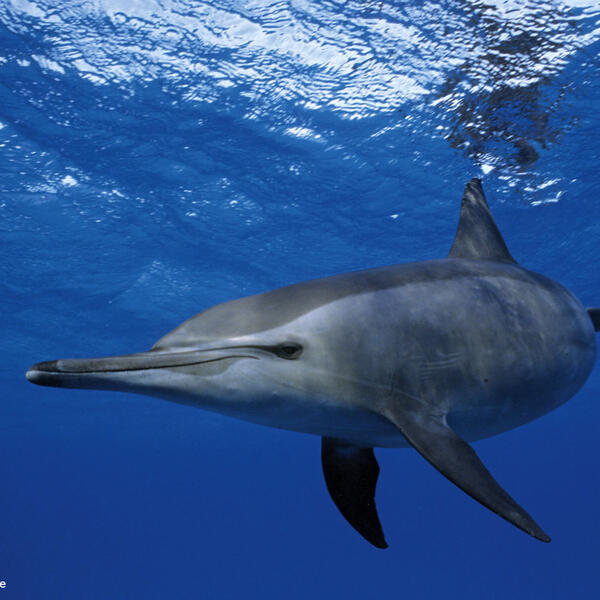 Spinnerdelfine