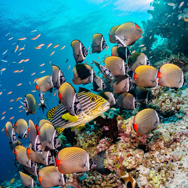 Unterwasserfotografie