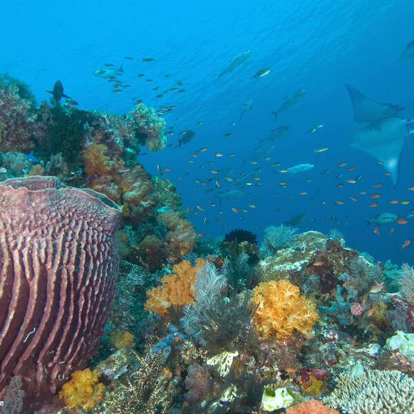 Teufelsrochen schweben übers bunte Korallenriff von Komodo Island