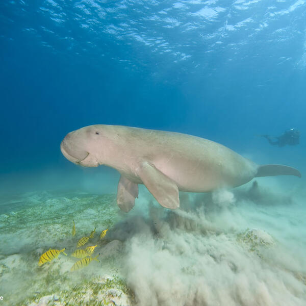 Ein Dugong an der Küste Ägyptens mit Schwarzgoldenen Pilot-Streifenmakrelen