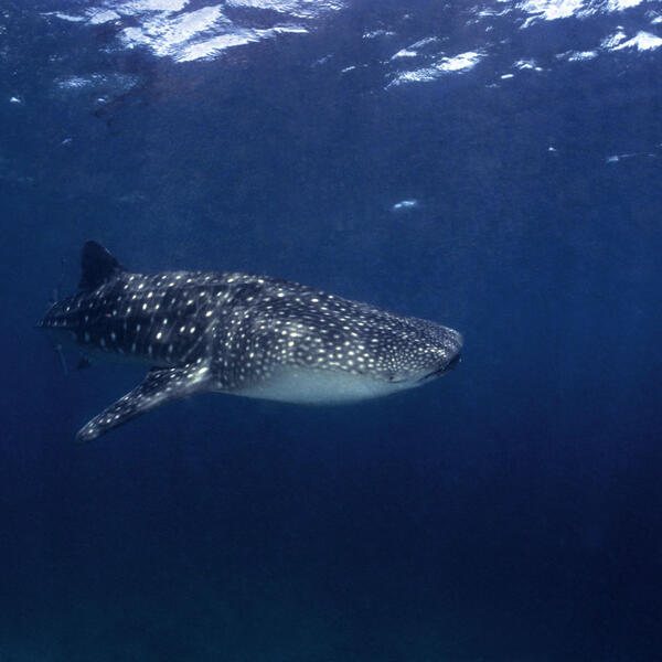 Walhai im Blauwasser