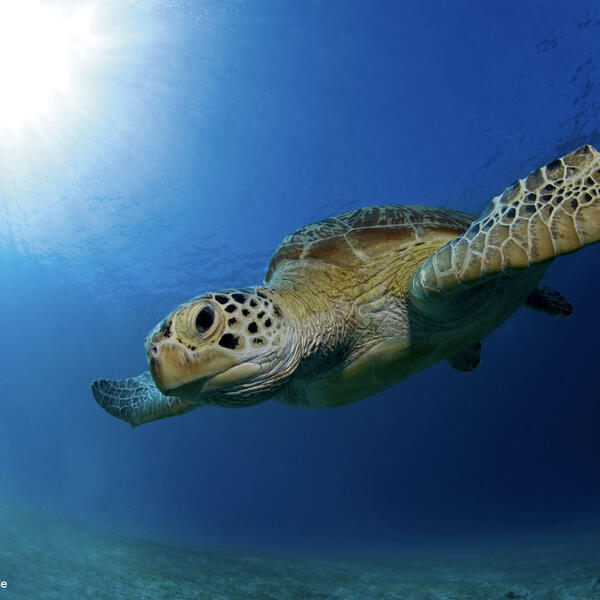 Green turtle coming down