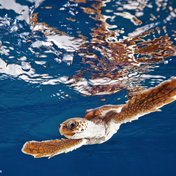 Schildkrötenbaby im Freiwasser